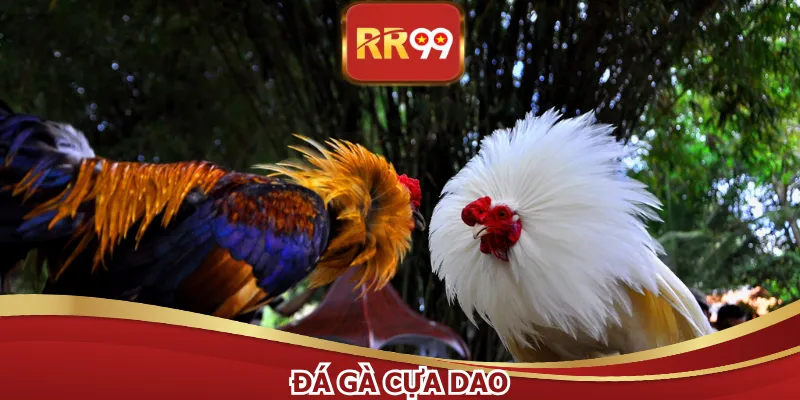 Đá Gà Cựa Dao - Trận Chiến Sinh Tử Cực Gay Cấn 2026