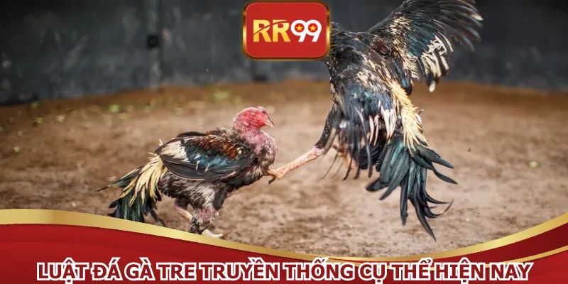 Luật đá gà tre truyền thống cụ thể hiện nay