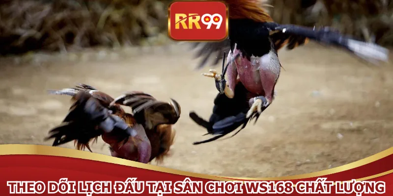Theo dõi lịch đấu tại sân chơi WS168 chất lượng